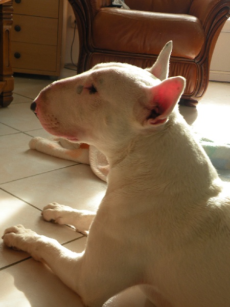 Publication : des Bulls de Champagne Auteur : ©Des Bulls de Champagne