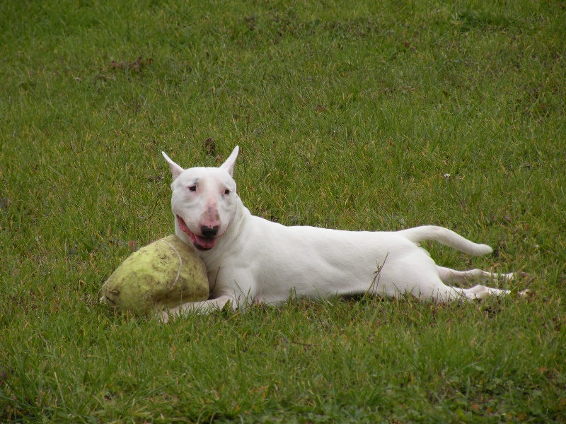Publication : des Bulls de Champagne Auteur : ©Des Bulls de Champagne