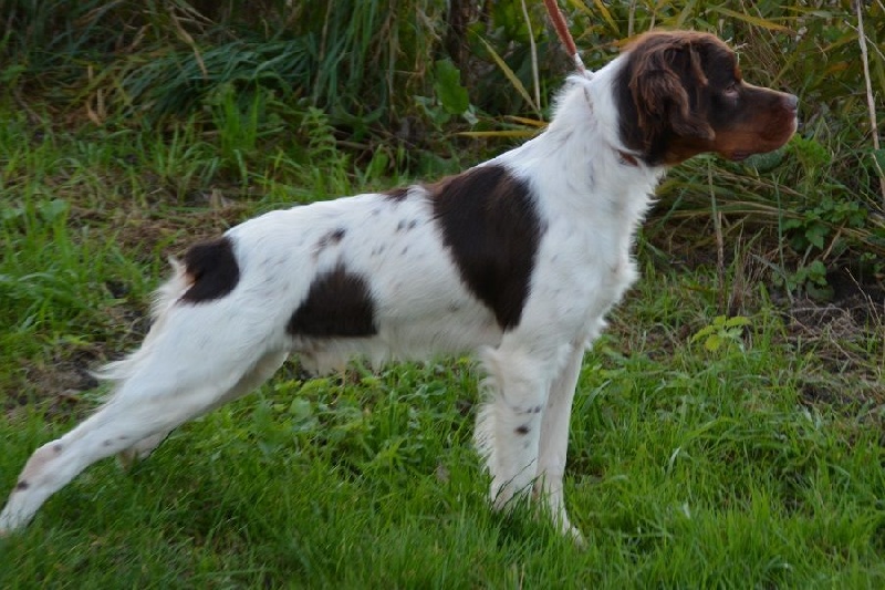 Publication : Du hameau de sorny Auteur : De L'Empire Hunnike