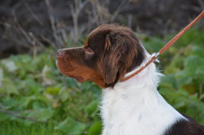 Publication : Du hameau de sorny Auteur : De L'Empire Hunnike