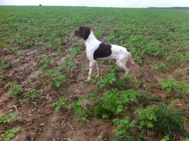 Publication : Du hameau de sorny Auteur : De L'Empire Hunnike