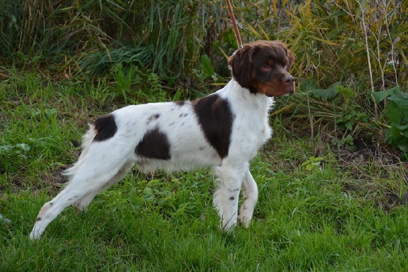 Publication : Du hameau de sorny Auteur : De L'Empire Hunnike