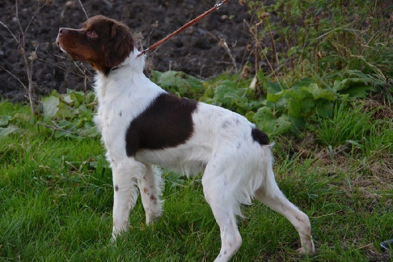 Publication : Du hameau de sorny Auteur : De L'Empire Hunnike