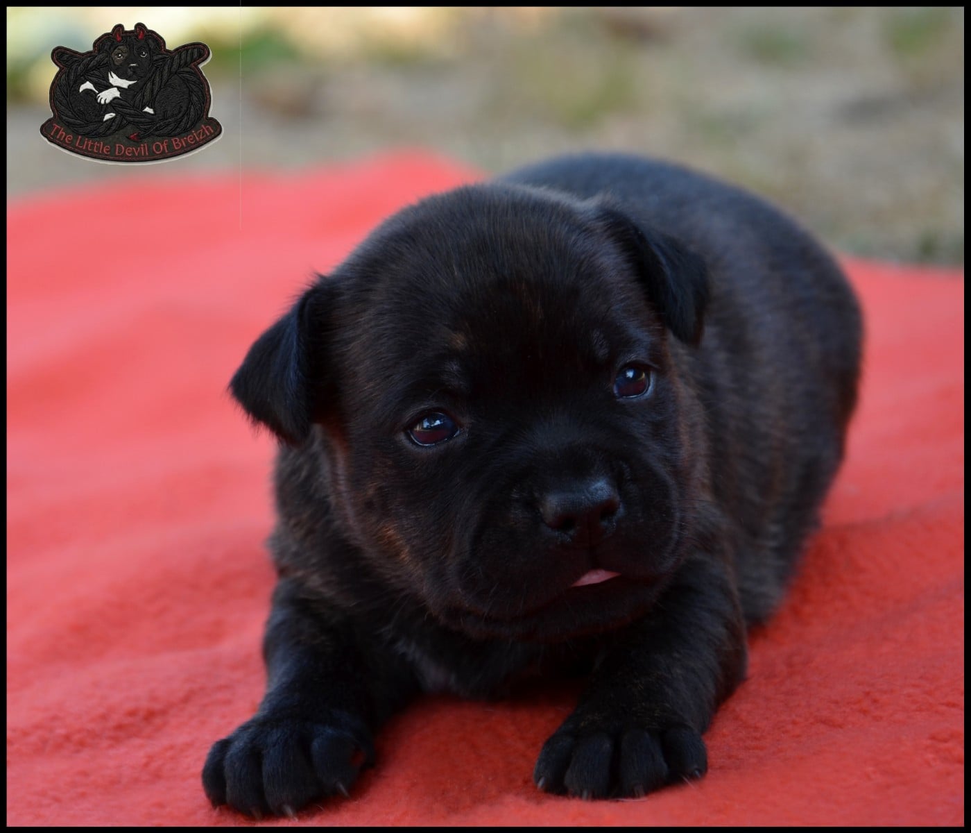 CHIOT 1