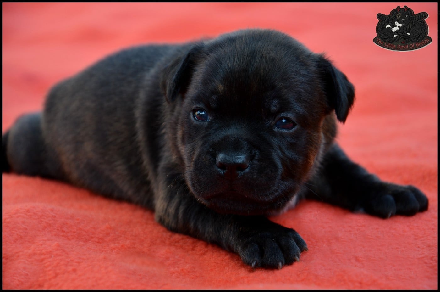 CHIOT 1