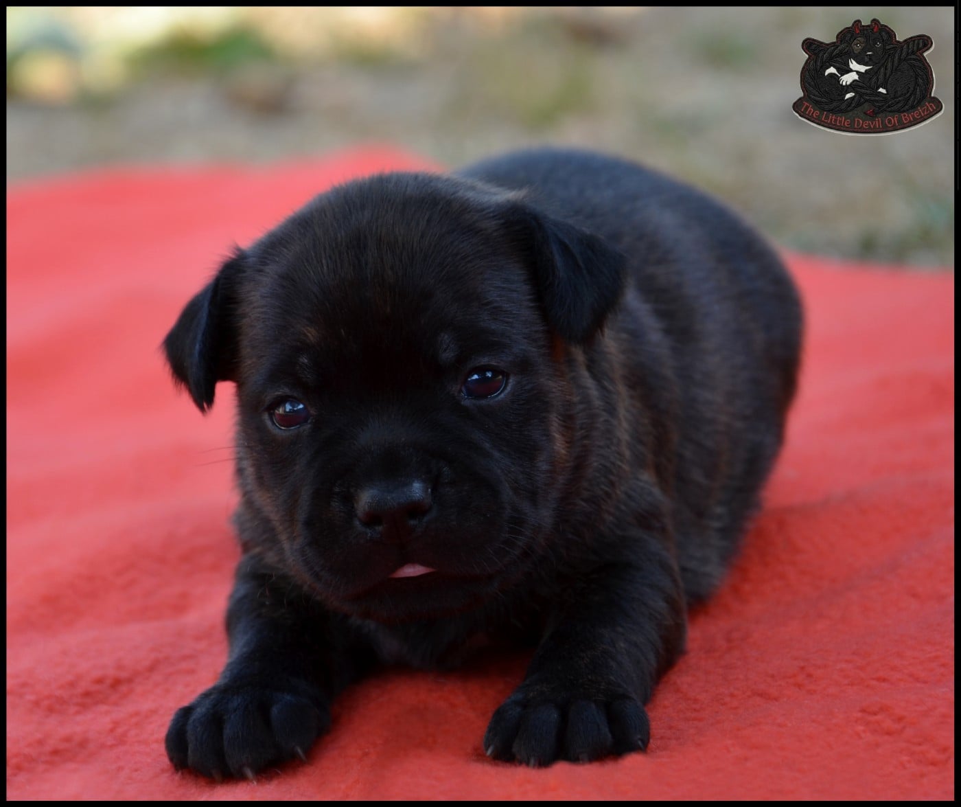 CHIOT 1