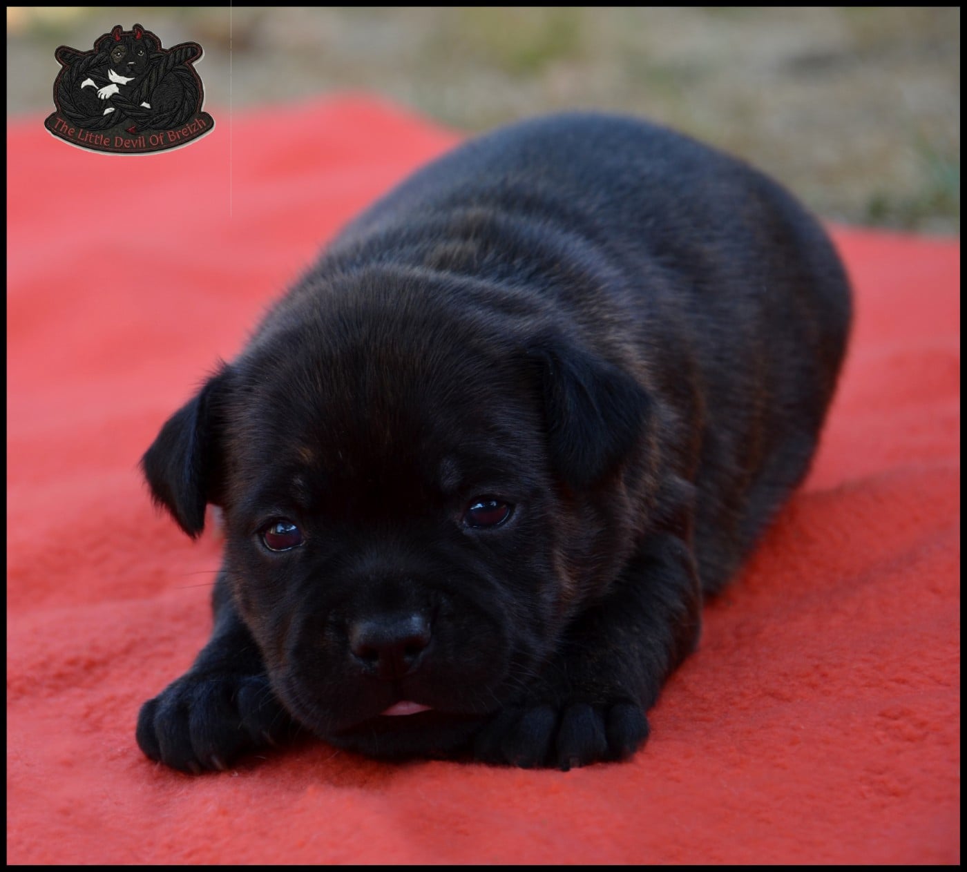 CHIOT 1