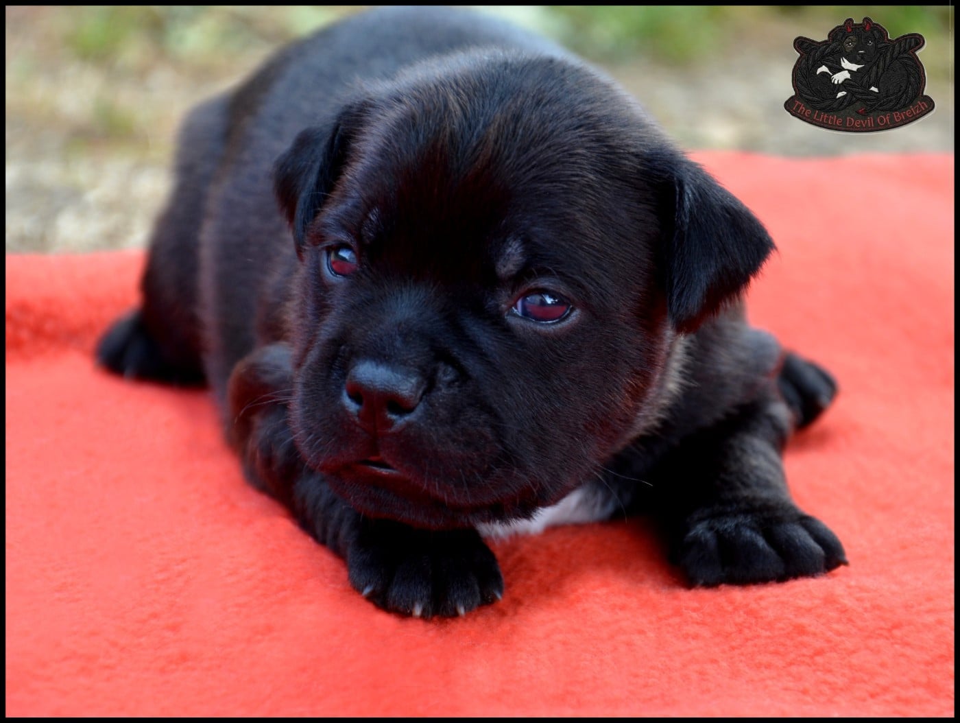 CHIOT 2