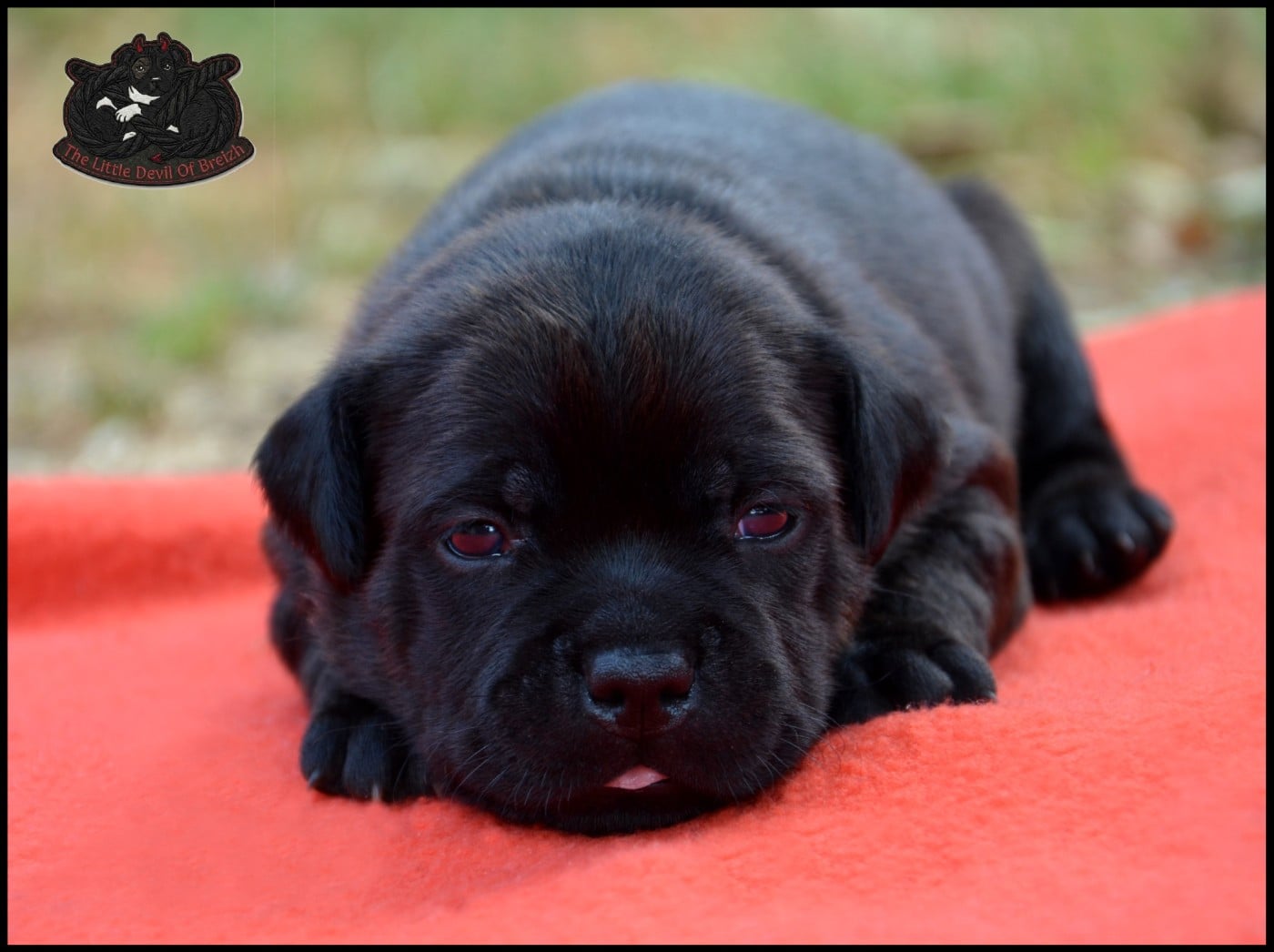 CHIOT 2