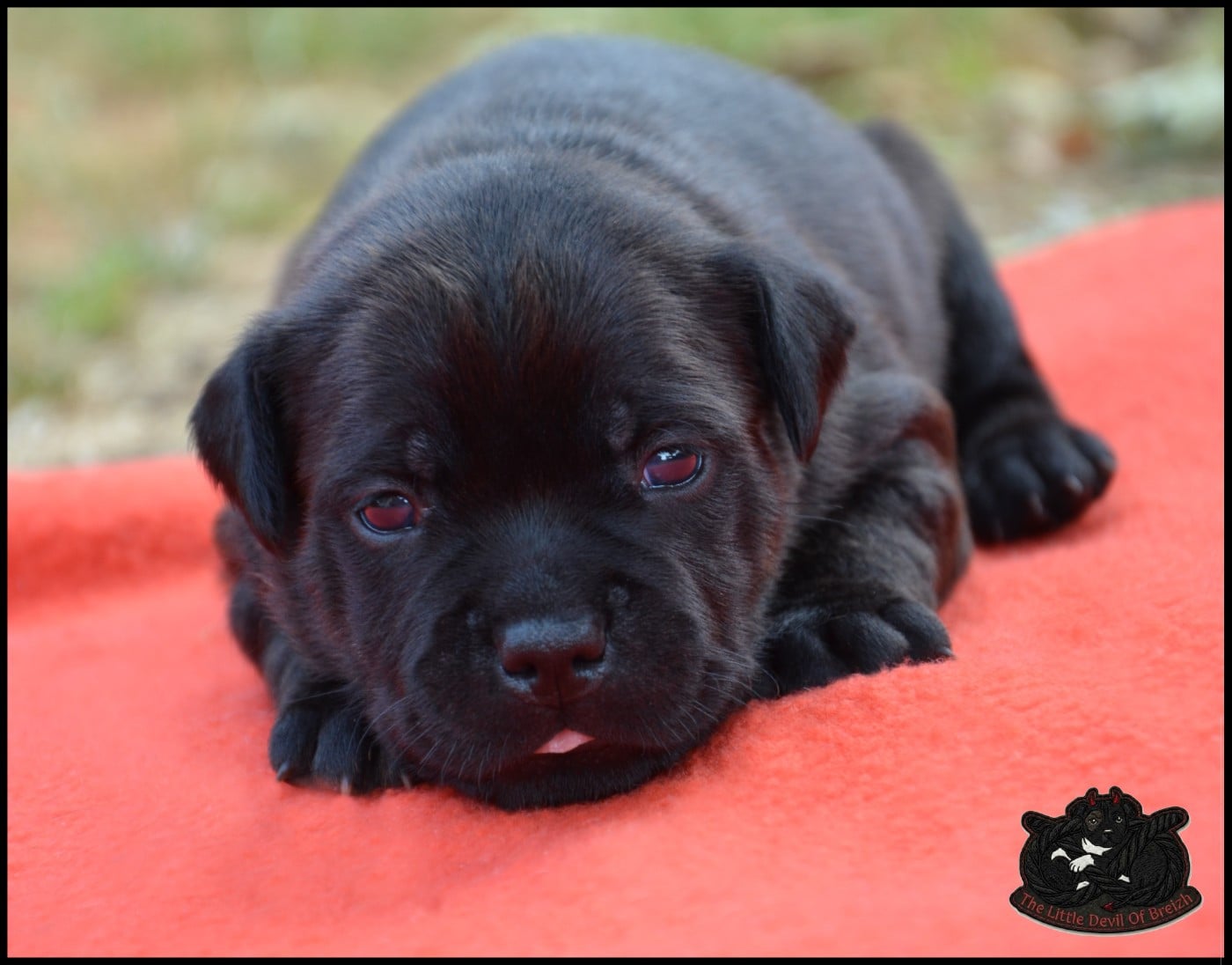 CHIOT 2