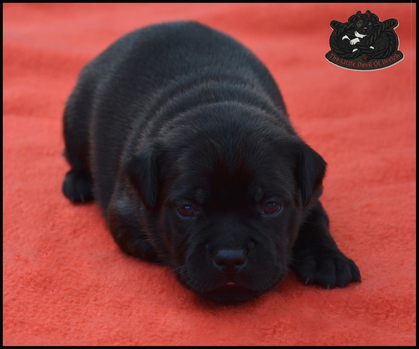 CHIOT 2