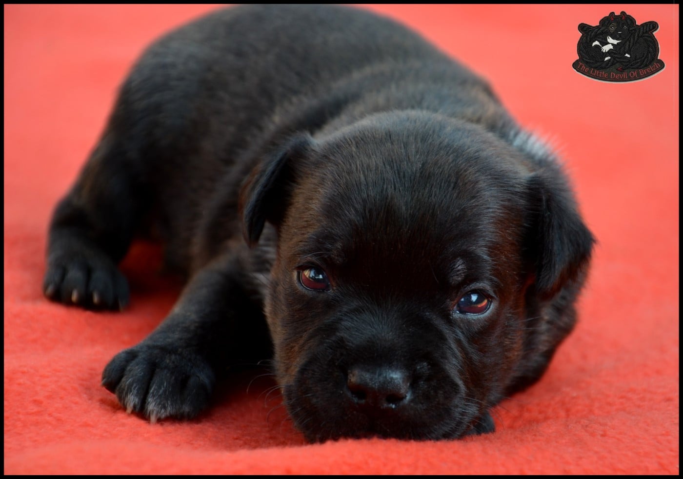 CHIOT 3