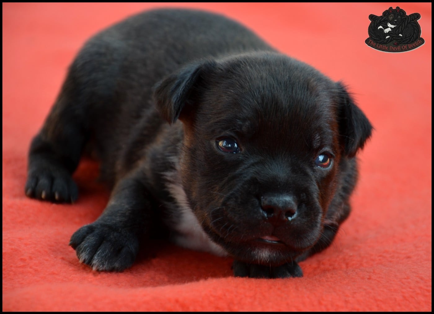 CHIOT 3