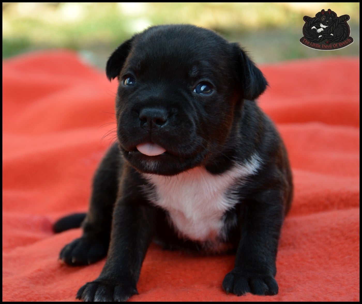 CHIOT 3