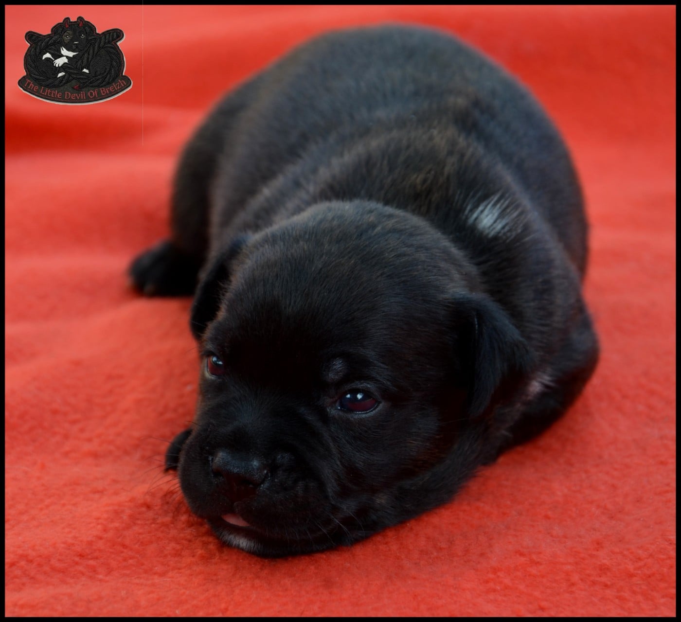 CHIOT 3