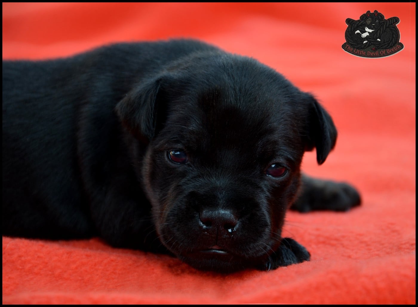 CHIOT 4