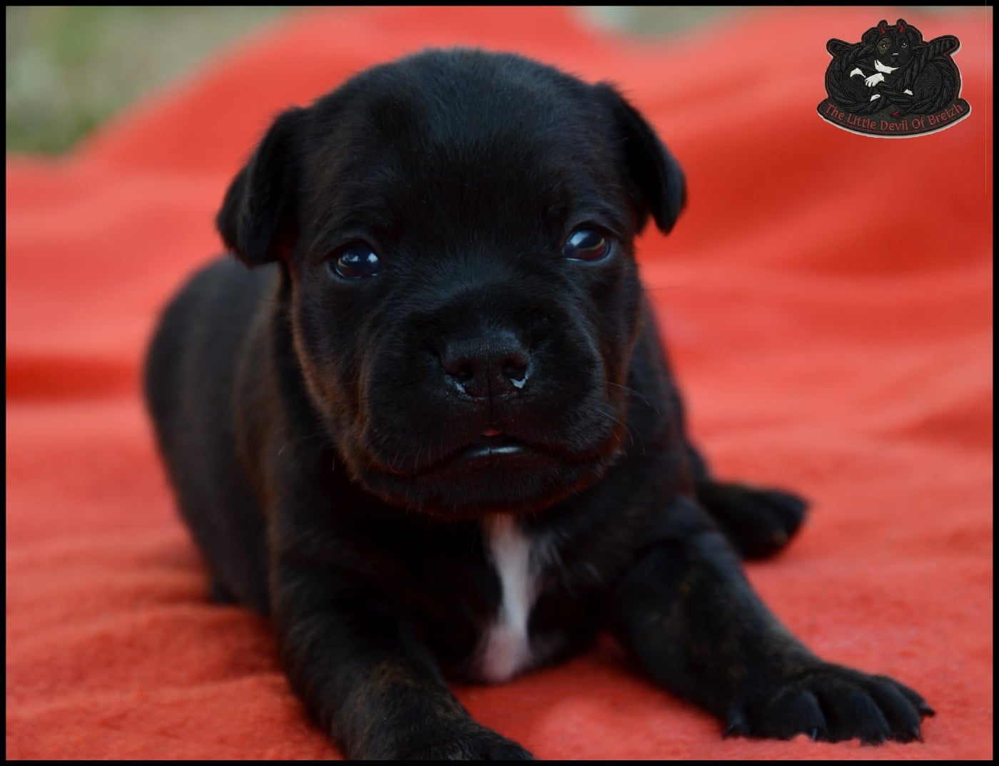 CHIOT 4