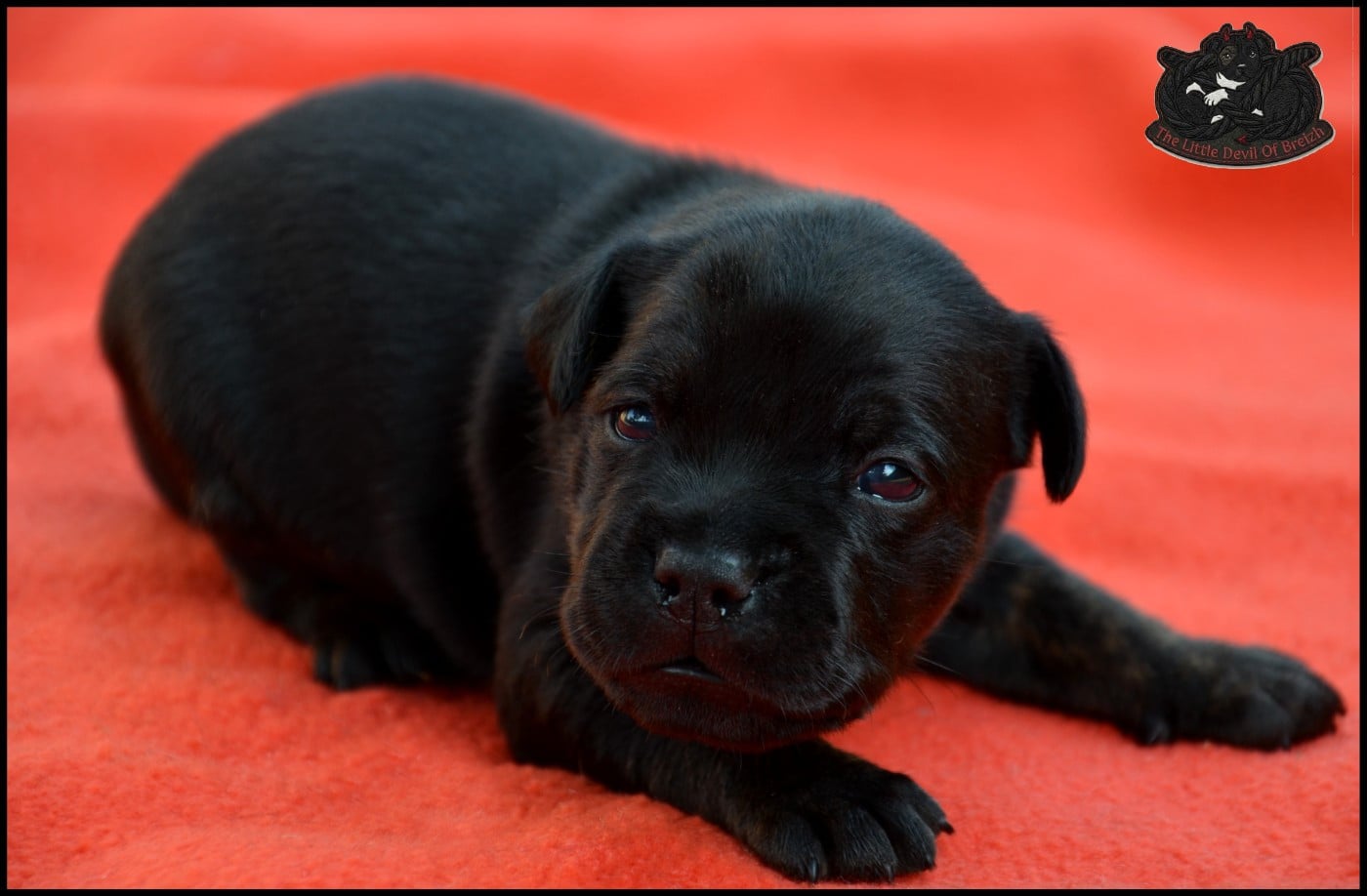 CHIOT 4