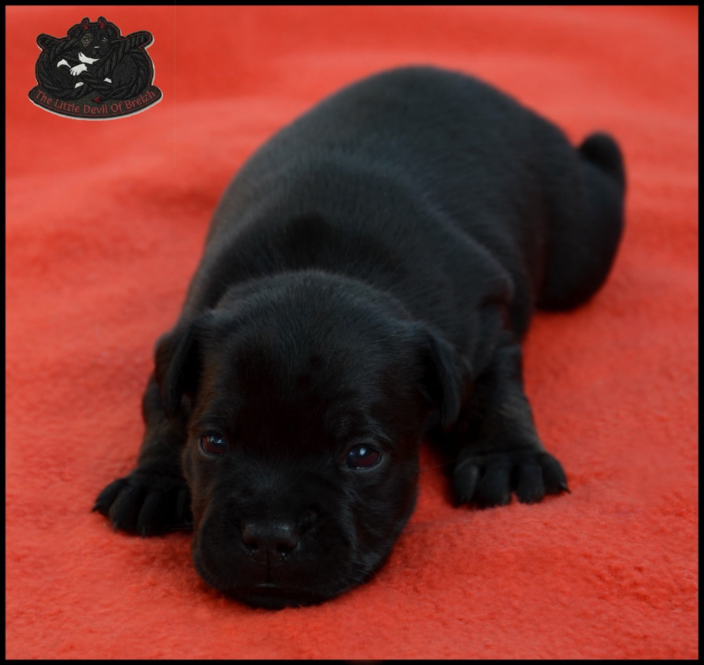 CHIOT 4