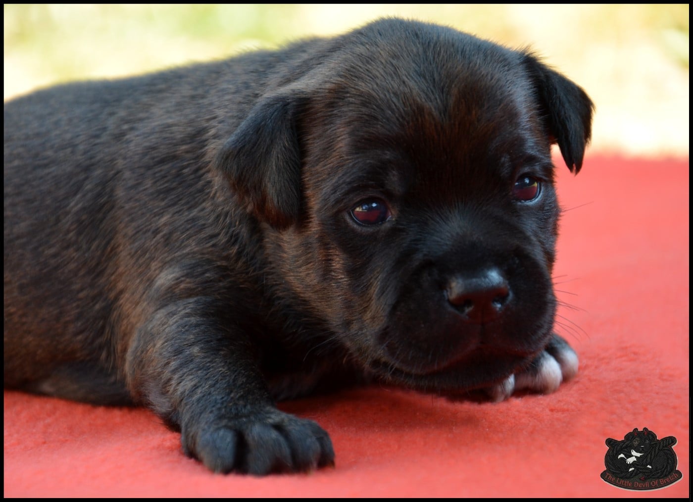 CHIOT 5
