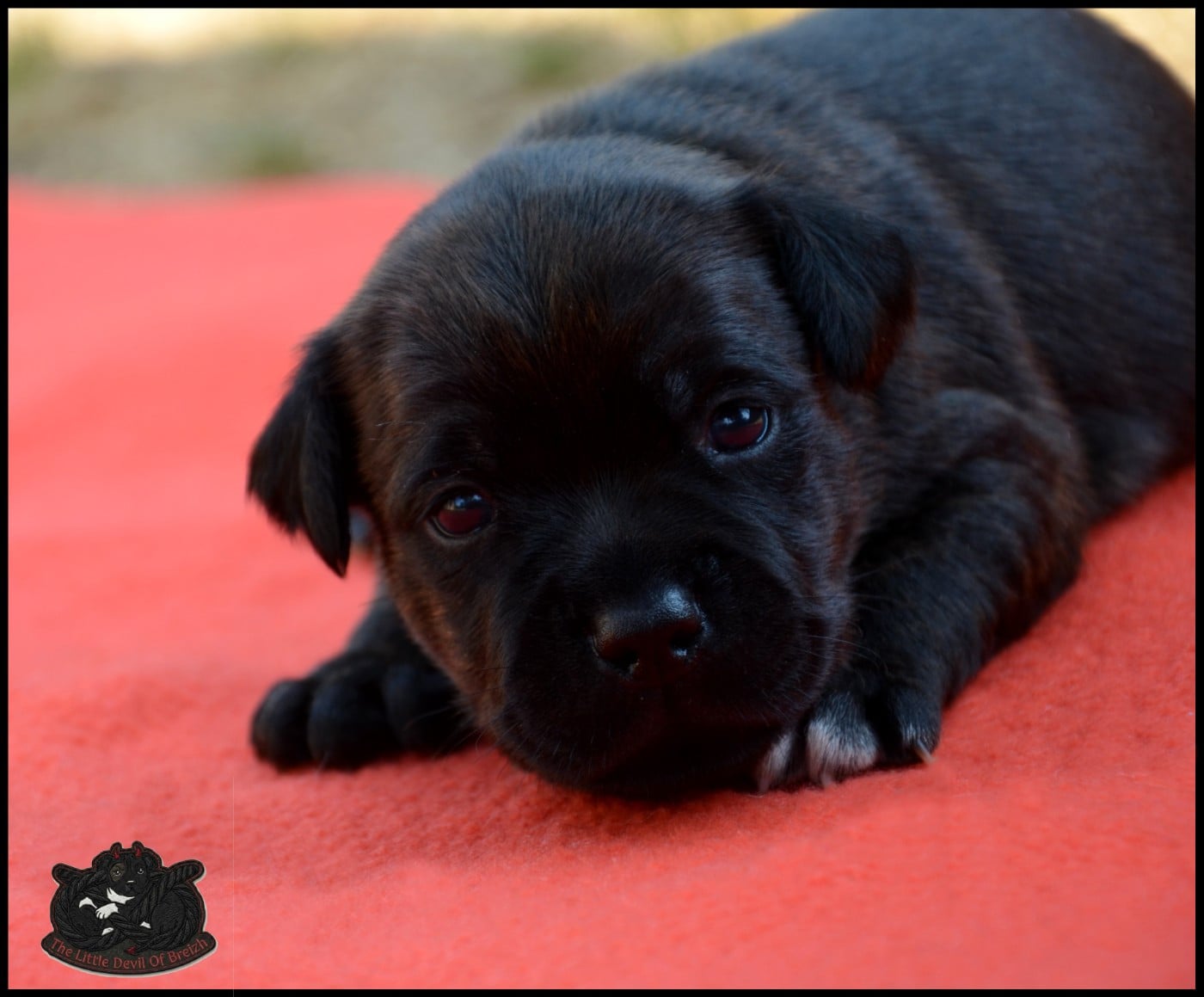 CHIOT 5