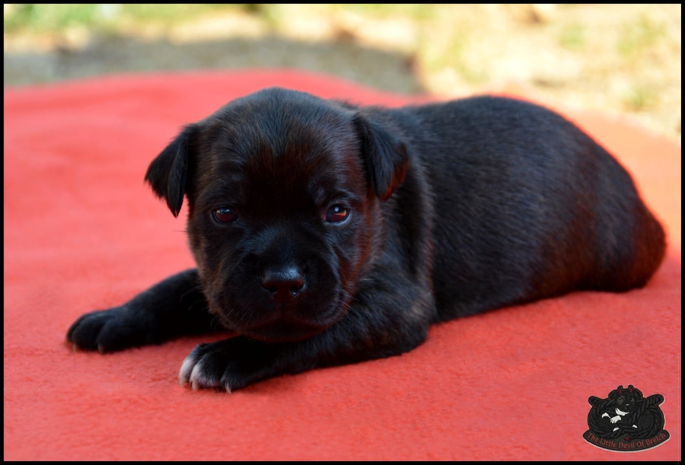 CHIOT 5