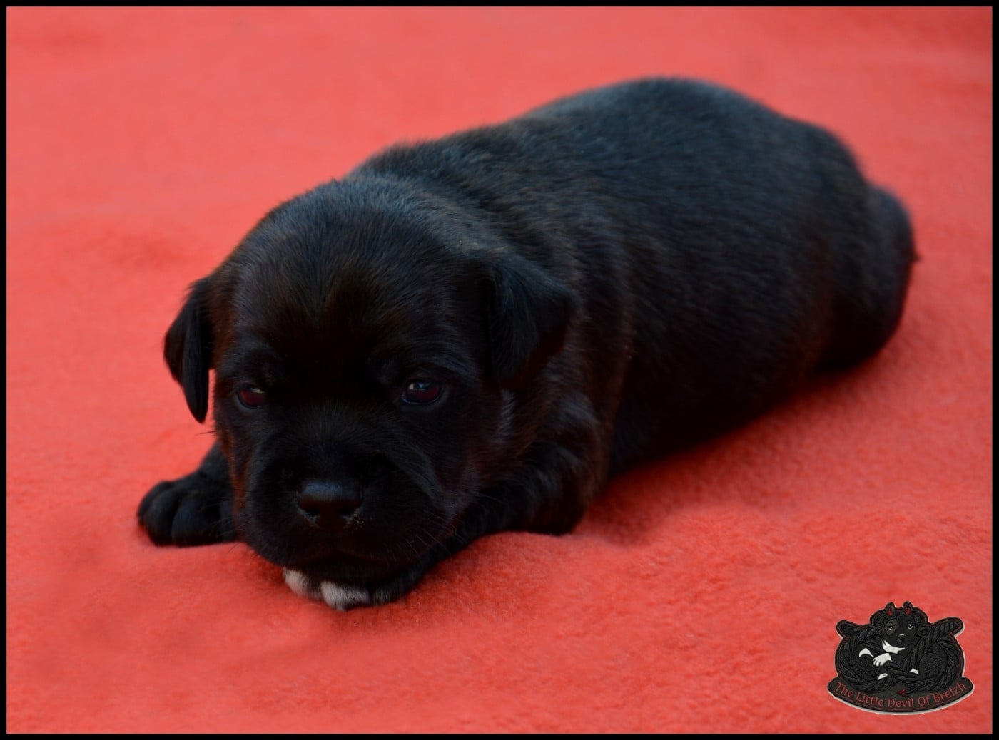 CHIOT 5