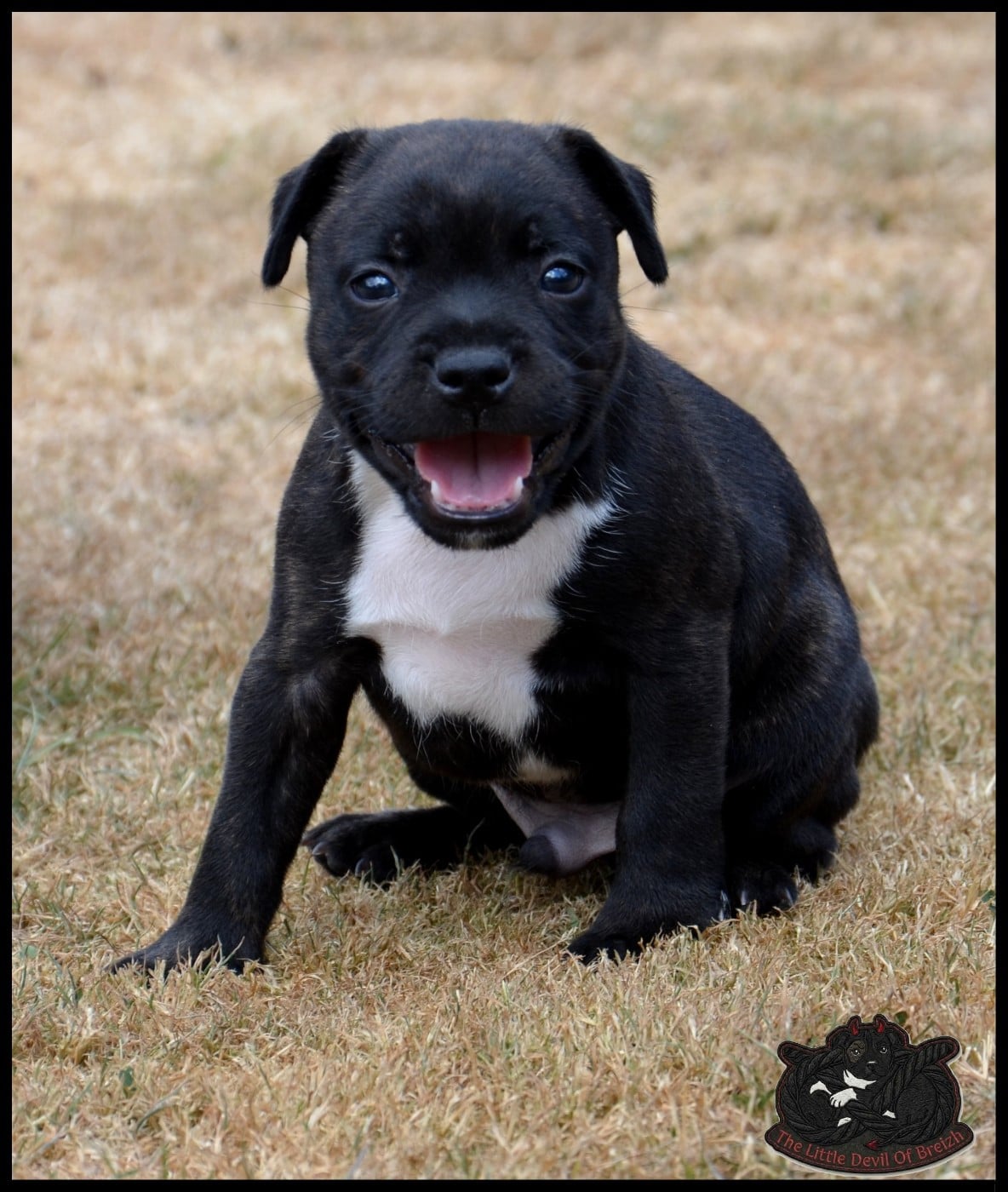 CHIOT 3