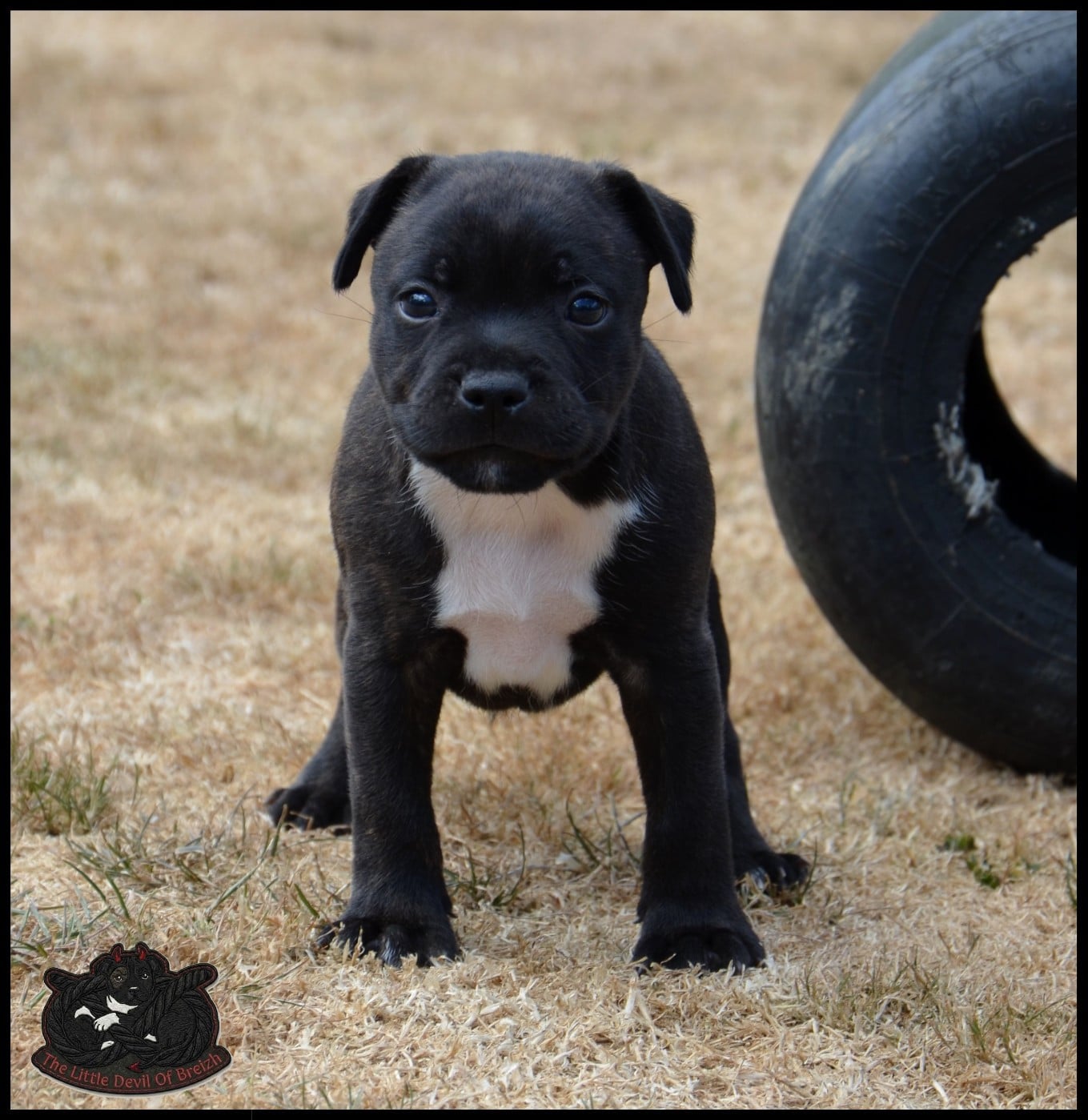 CHIOT 3