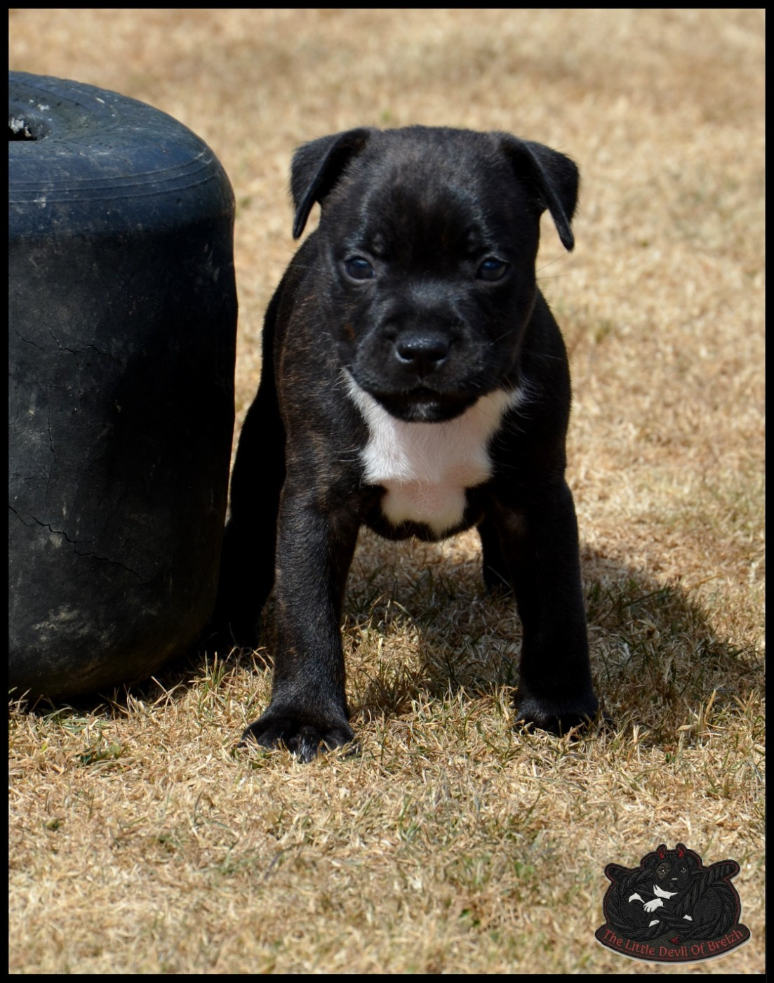 CHIOT 3