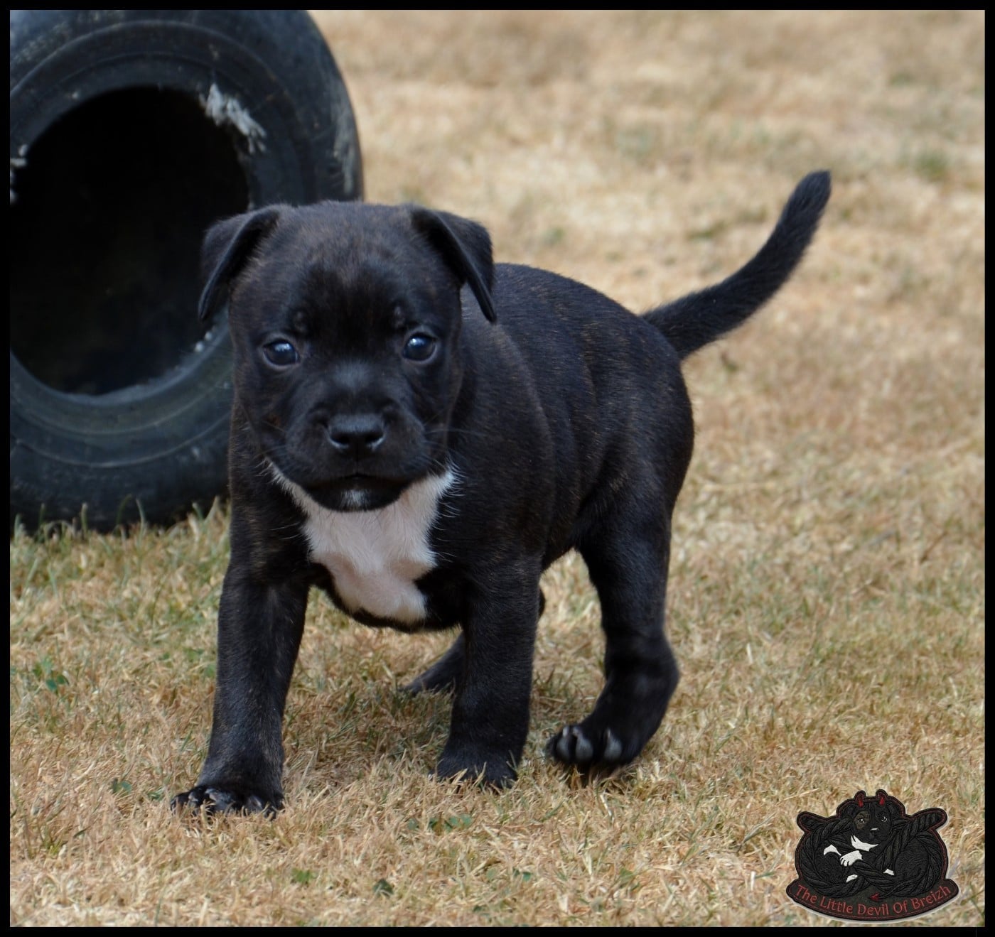 CHIOT 3