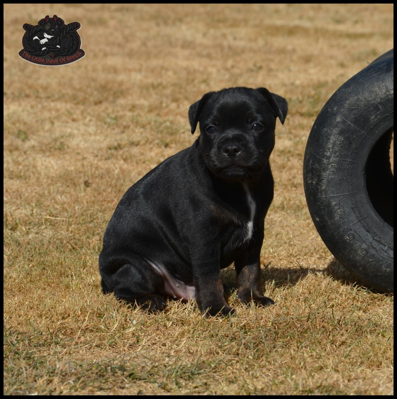 CHIOT 4