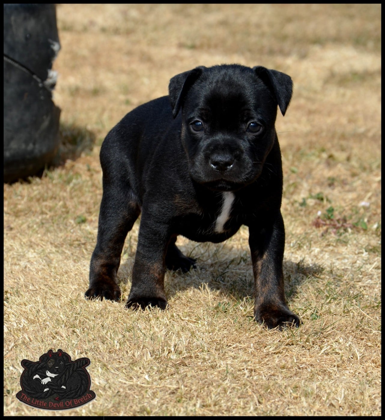 CHIOT 4