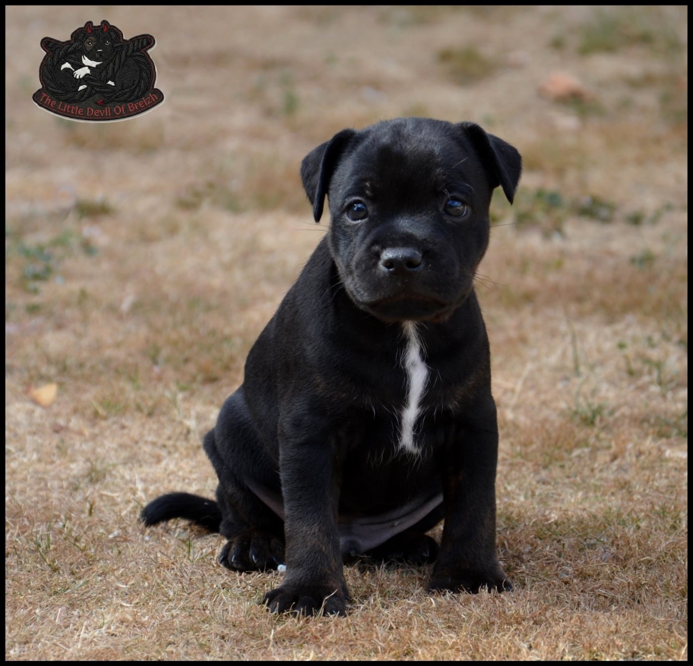 CHIOT 4