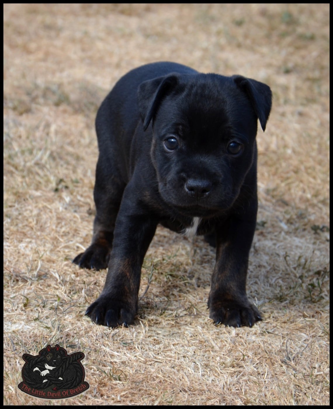 CHIOT 4