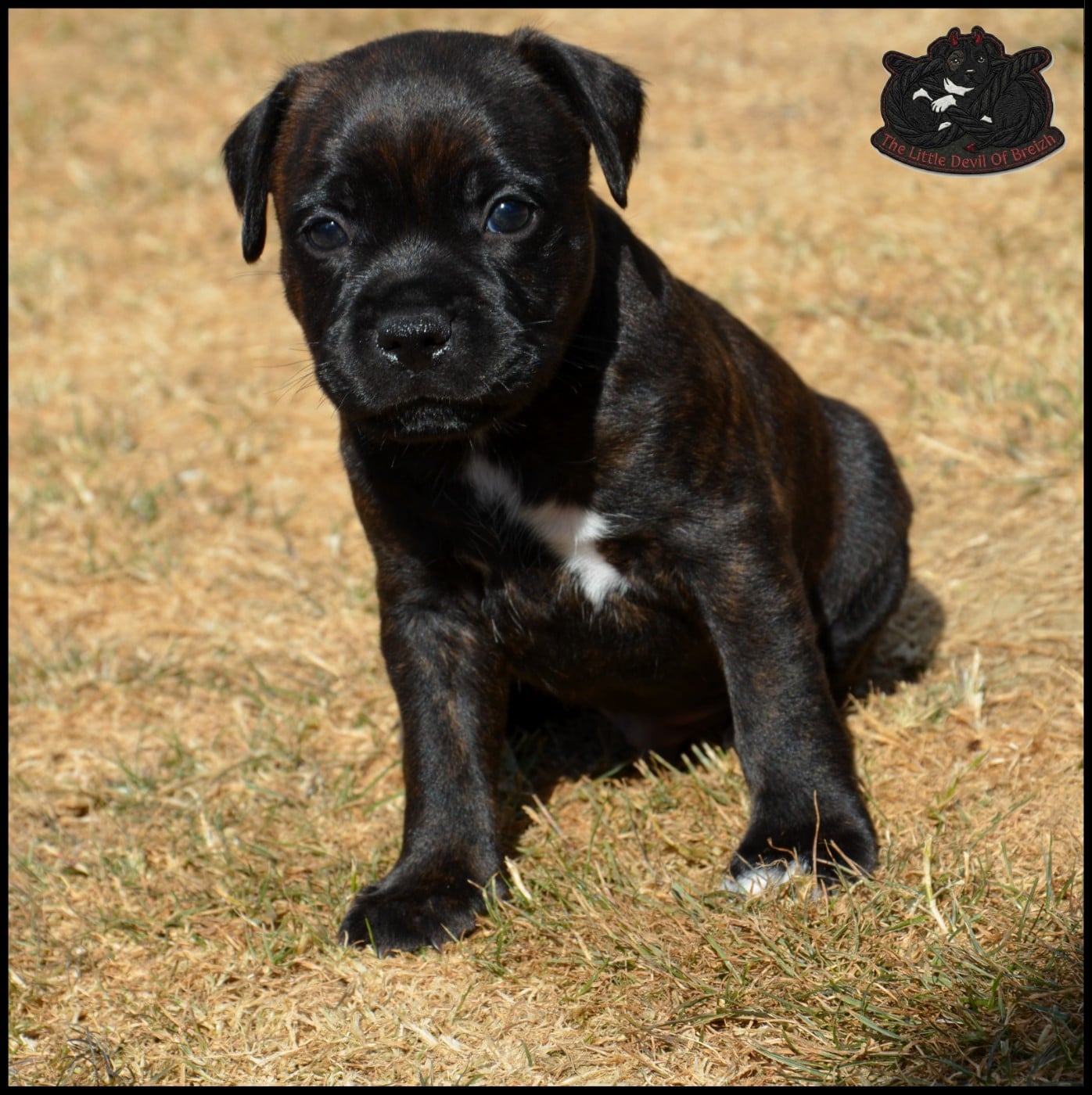 CHIOT 5