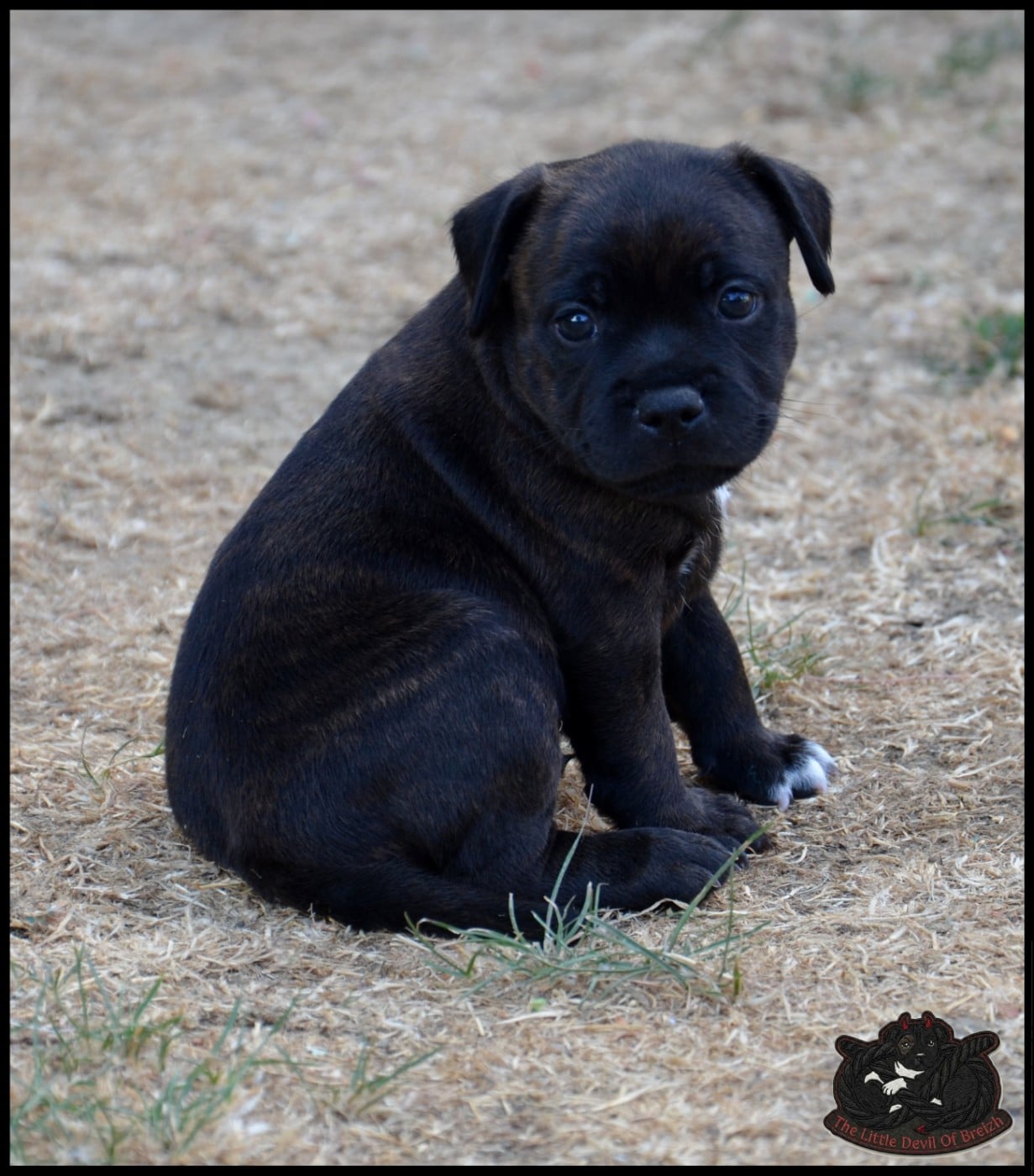 CHIOT 5