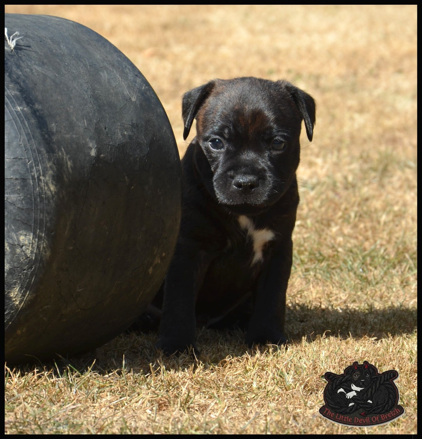 CHIOT 5