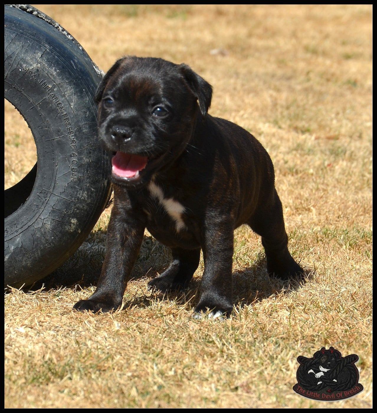 CHIOT 5