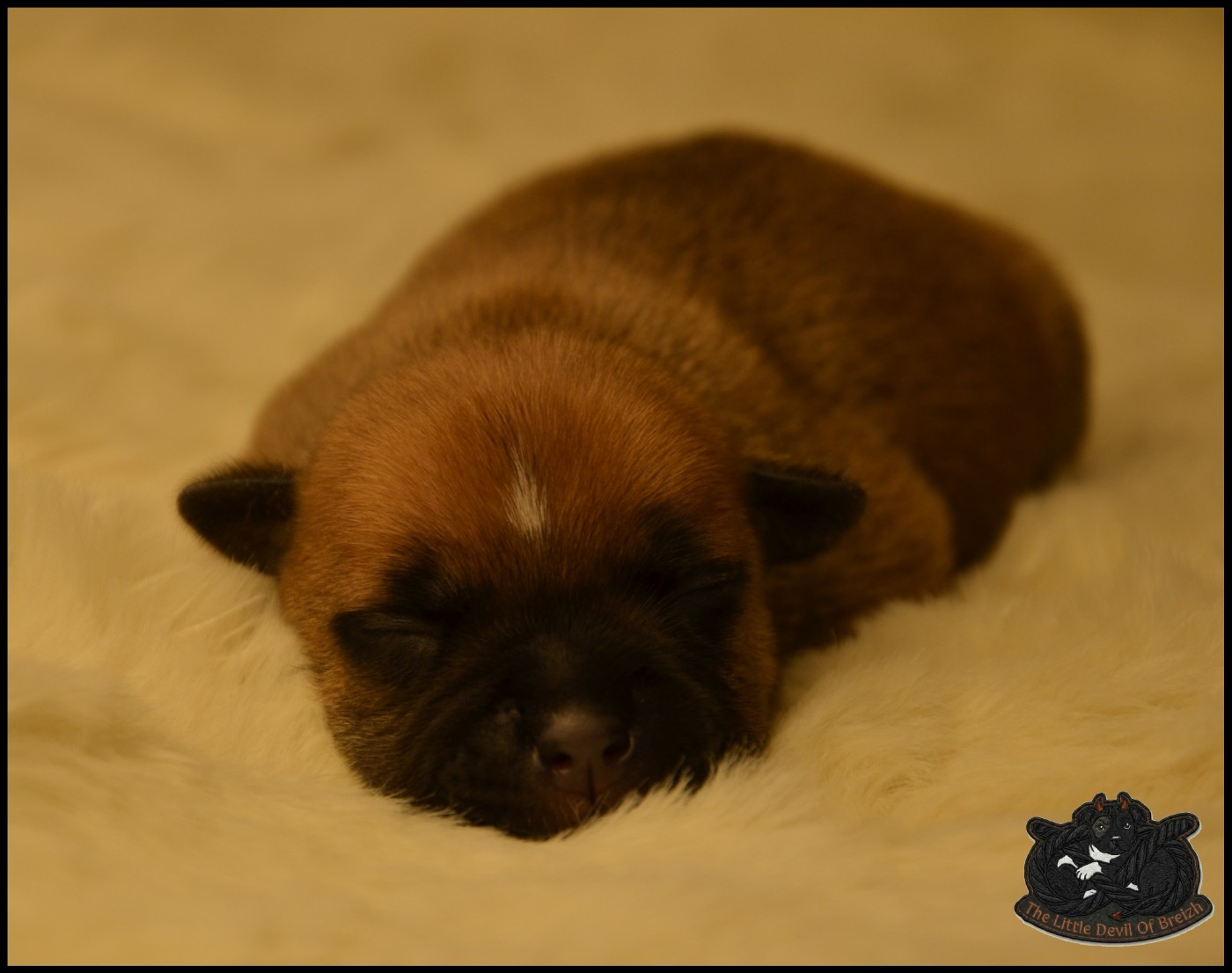 CHIOT 1