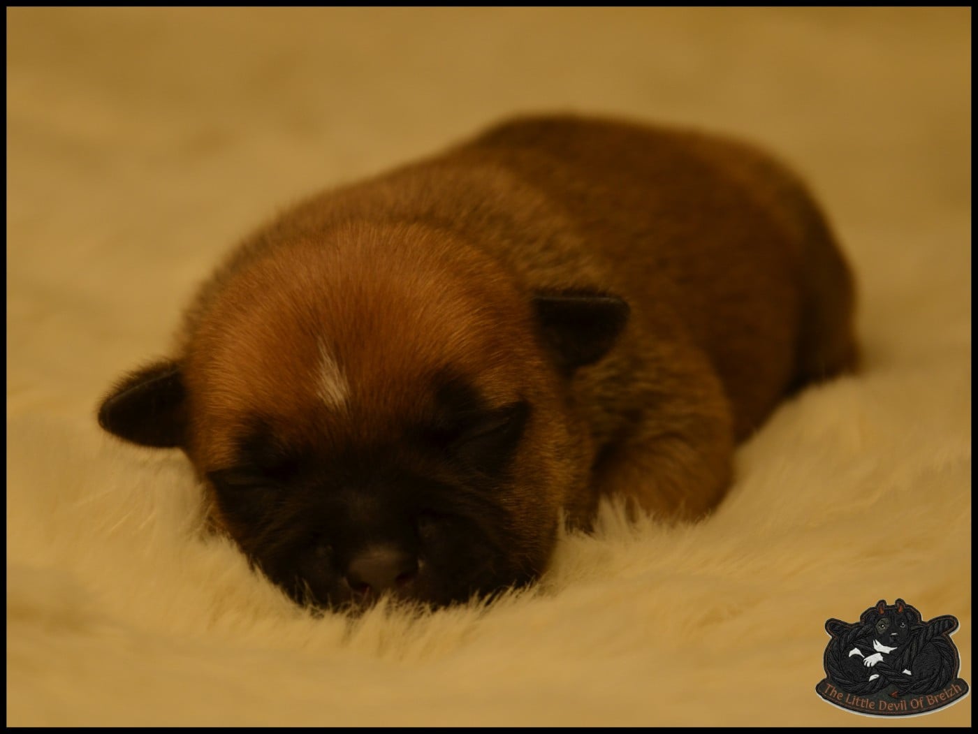 CHIOT 1