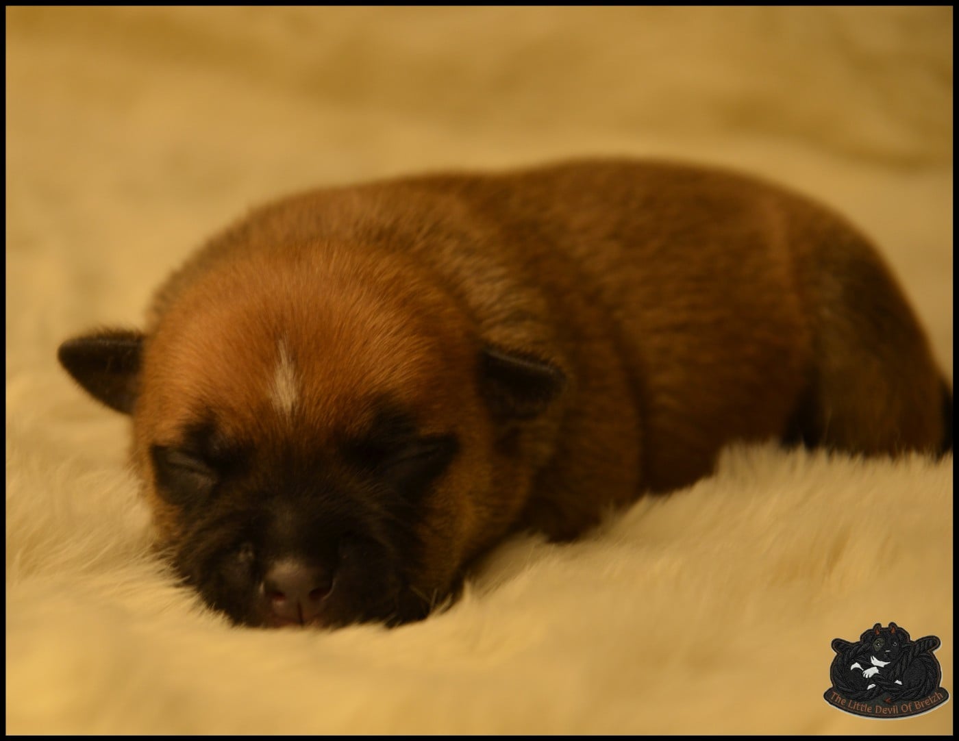 CHIOT 1