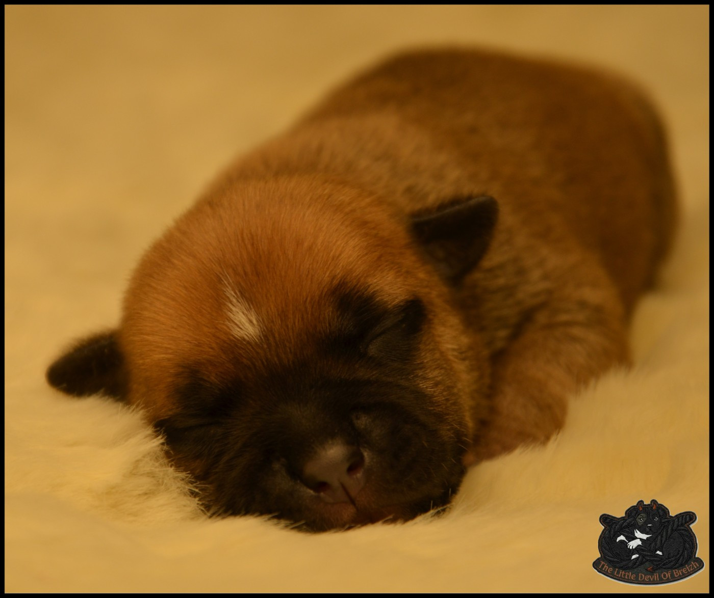 CHIOT 1