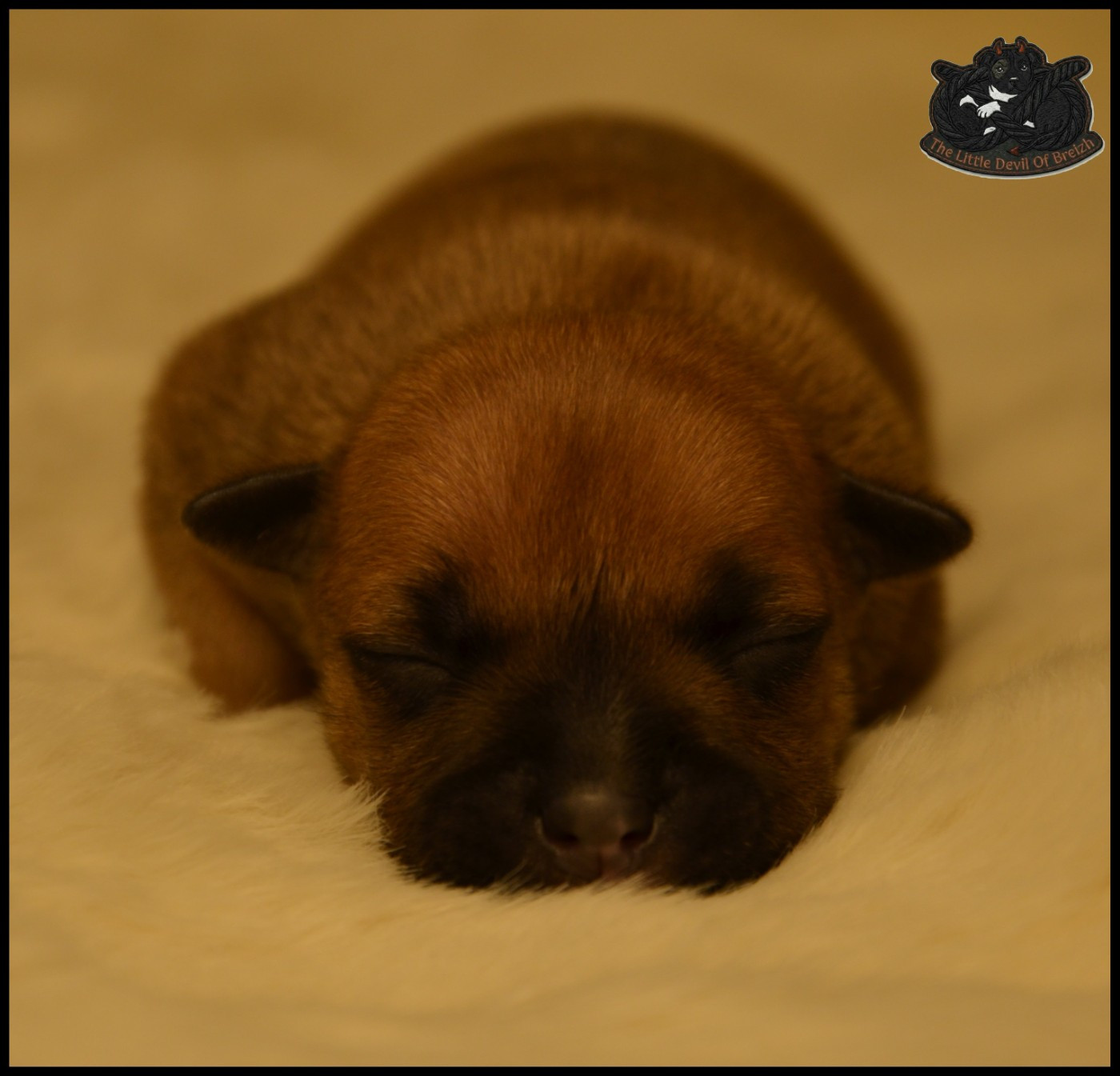 CHIOT 2