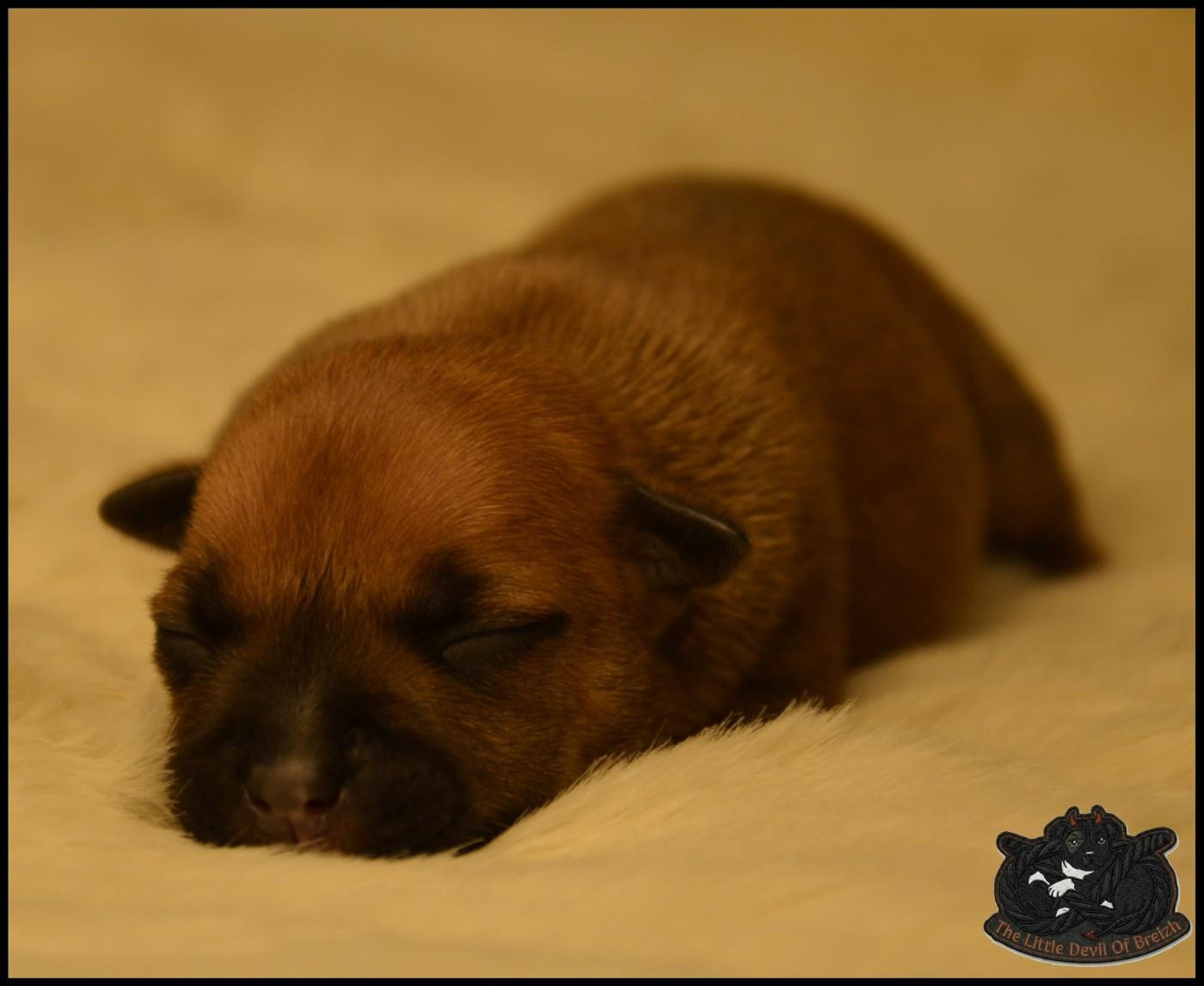 CHIOT 2