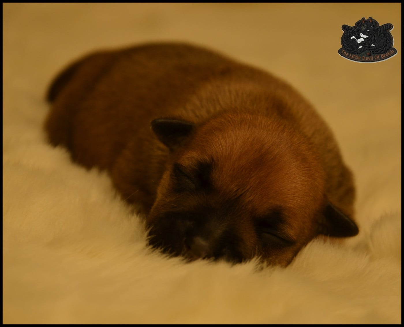 CHIOT 2