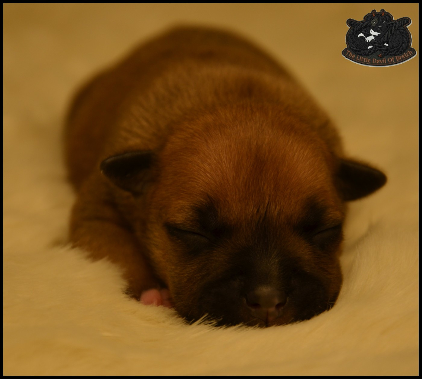 CHIOT 2
