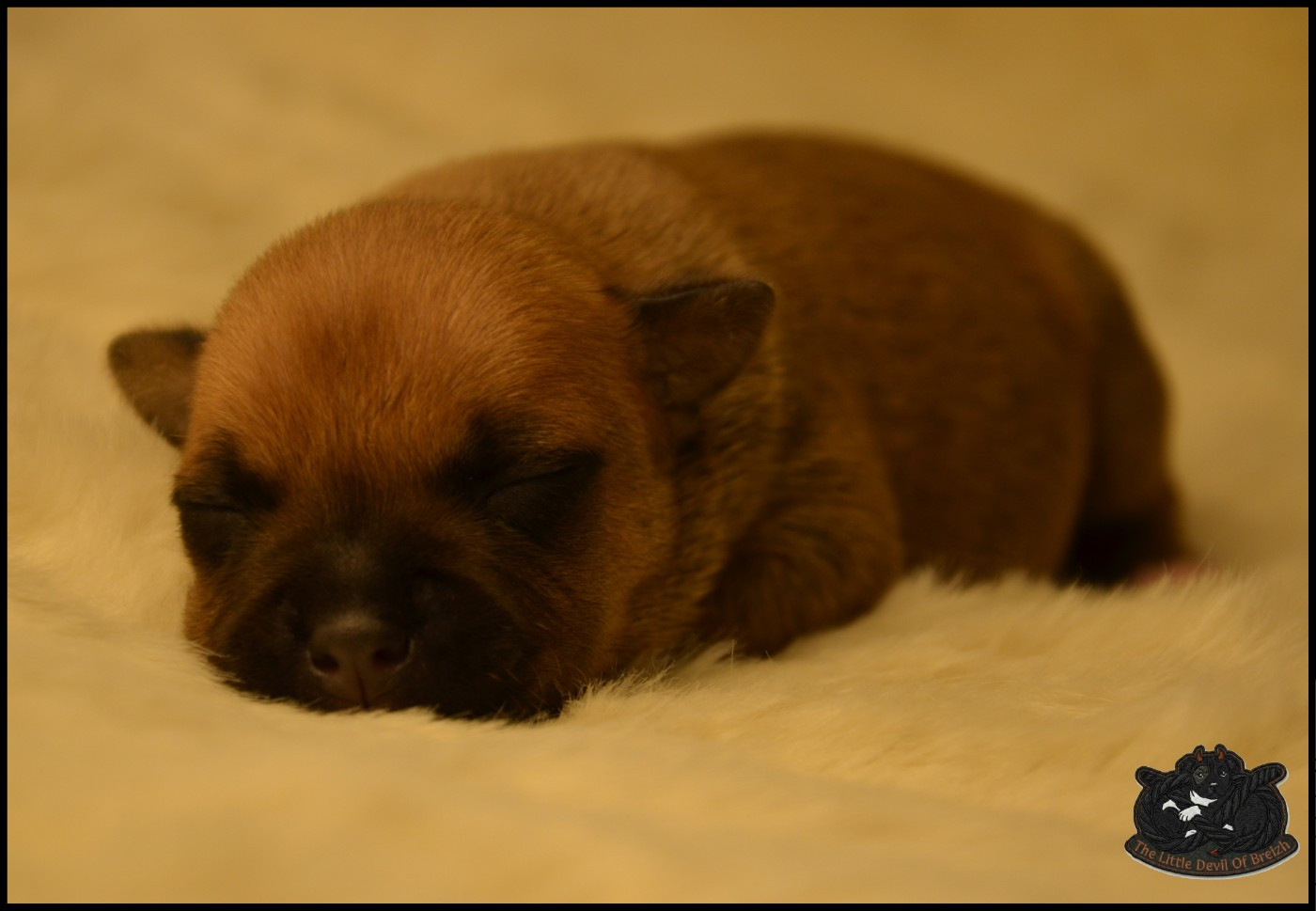 CHIOT 3