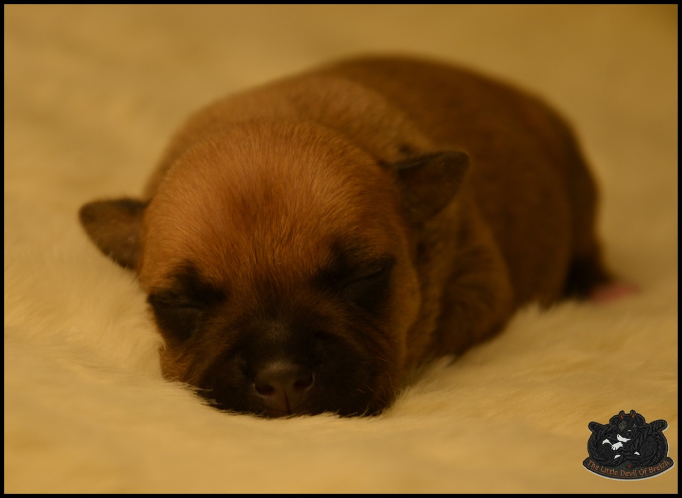 CHIOT 3