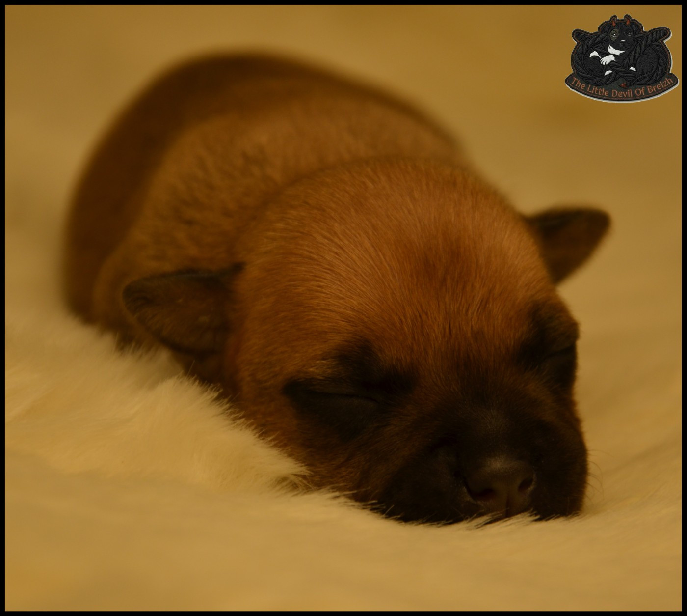 CHIOT 3